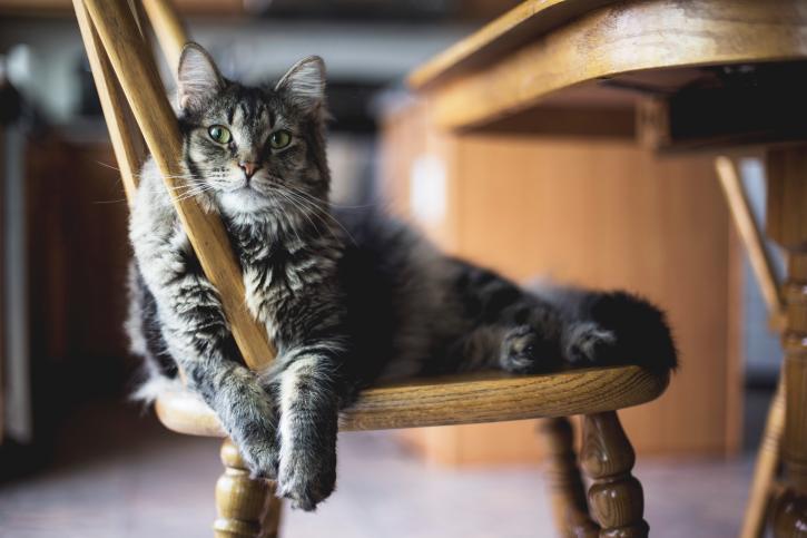 un chat sur une chaise qui paresse
