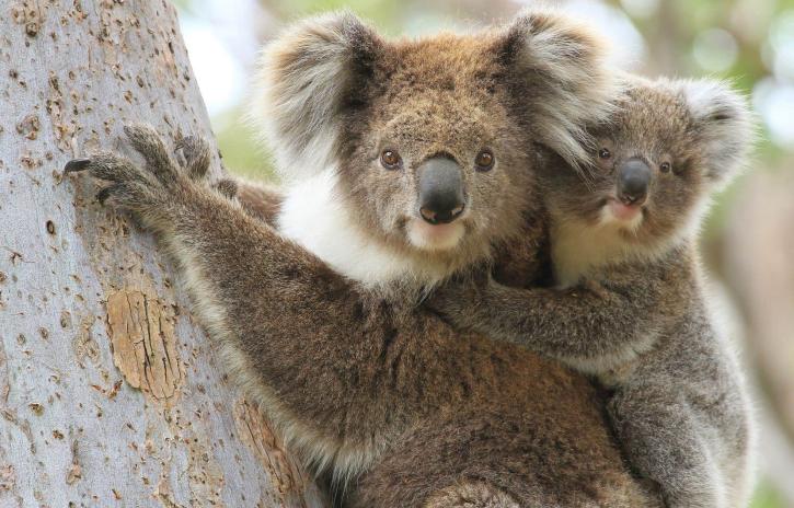 Une maman et un bébé koala sur un arbre